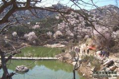 《艺术天成》记者应邀参加2010年第六届北京后花园桃花节